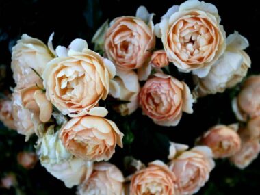 růže-karin-zadrick-úvodní