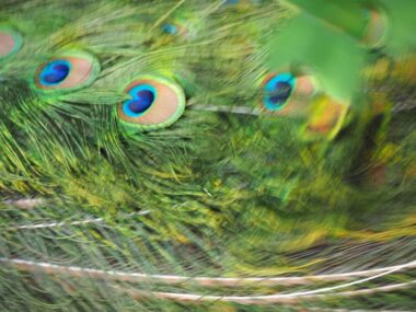 paví-ostrov-berlín