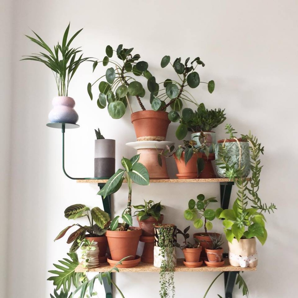 botanical-room-pokojovky-berlin-2