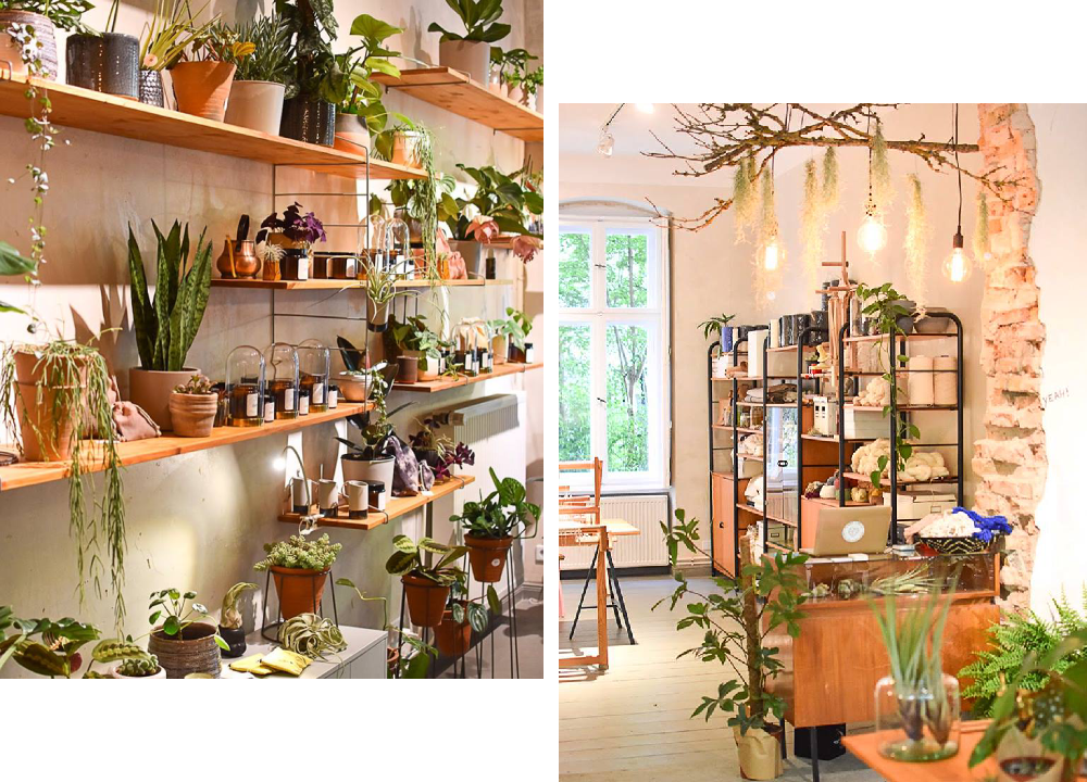 plant-circle-berlin-pokojovky-1