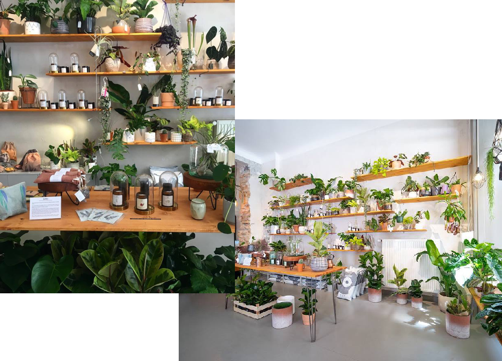 plant-circle-berlin-pokojovky-1