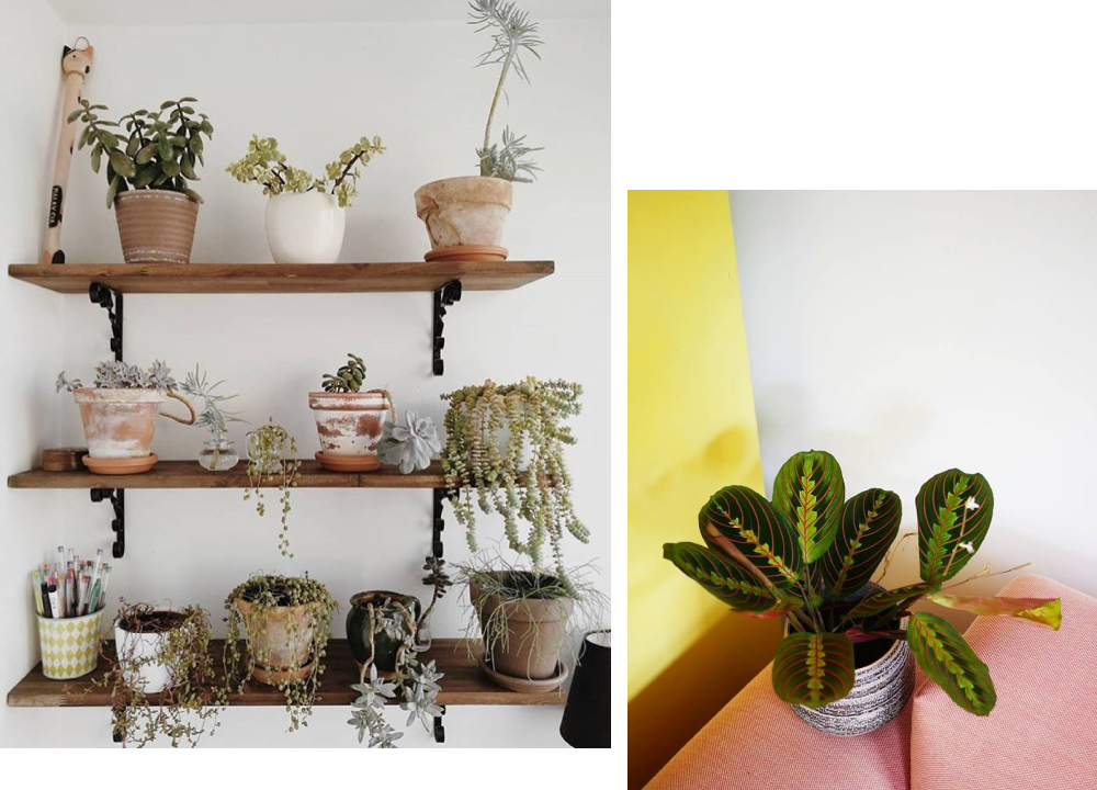 plant-circle-berlin-pokojovky-3