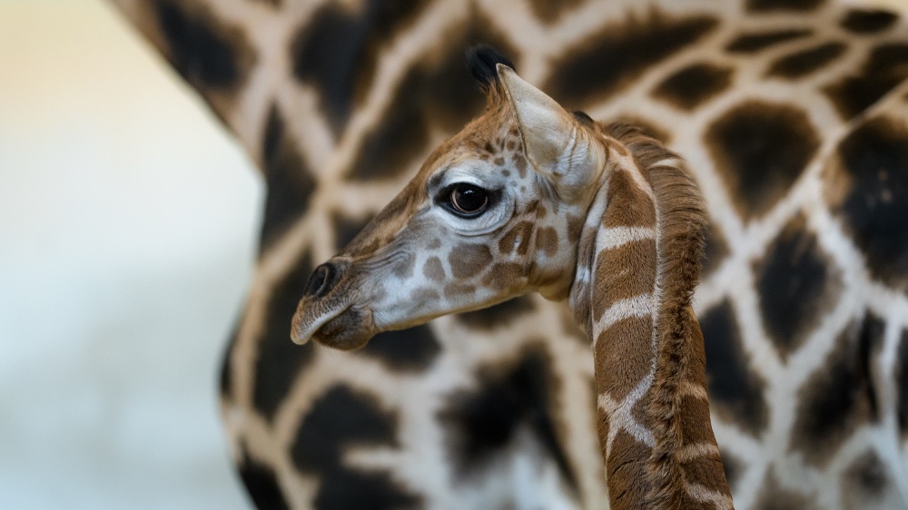 zoo-praha-zirafa-mlade
