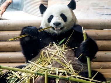 zoo-berlin-panda-vylet