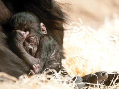 zoo-praha-gorily